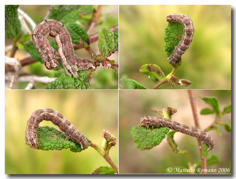 Bruchi fra l''erica, seconda parte: Athroolopha chrysitaria